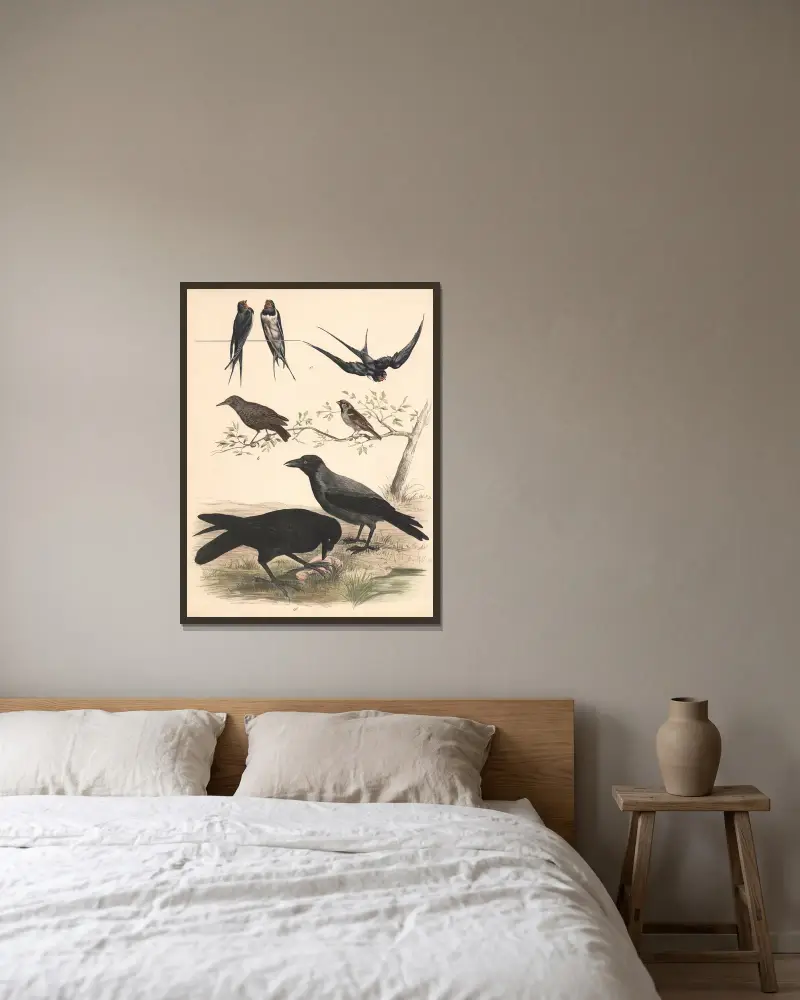 Sparrow, starling, swallow, raven, crow av Franz Engleder inramad på en vägg