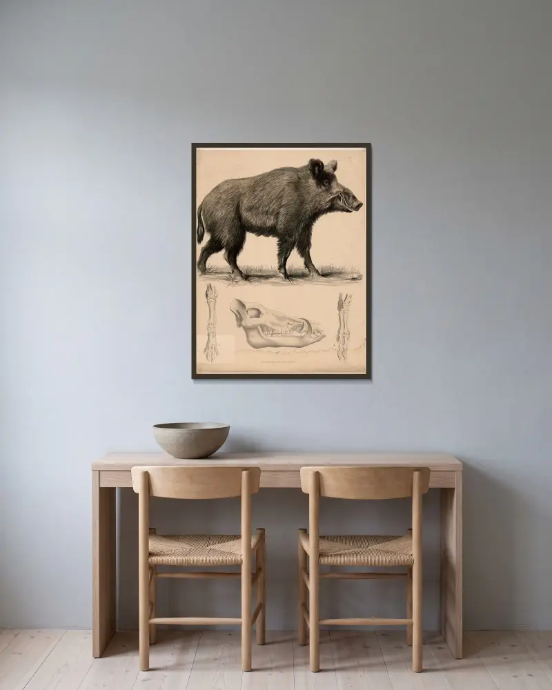 Wil-schwein (Sus scrofa) a Schädel, b vorderes Fussskelett, c hinteres Fussskelett. av Franz Engleder inramad på en vägg