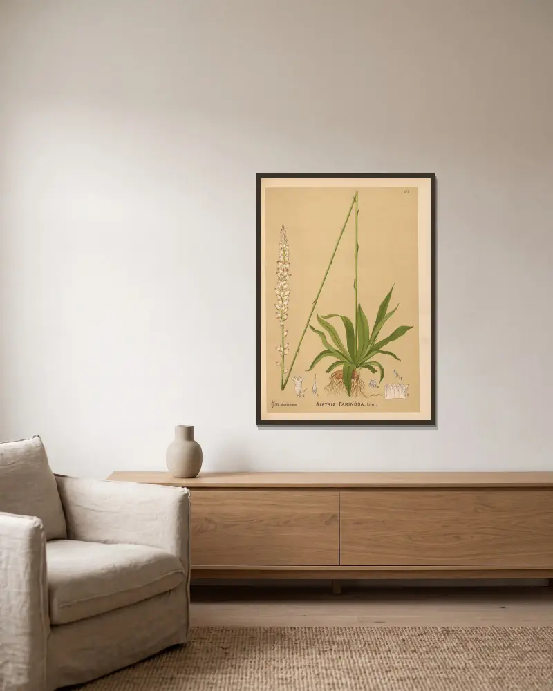 Heilpflanzen Taf. 071 von Charles Frederick Millspaugh gerahmt an einer Wand