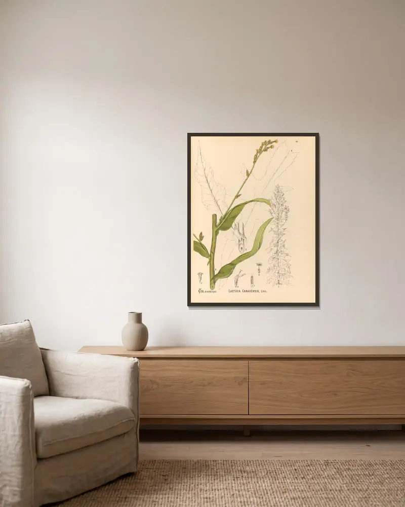 Medizinalpflanzen Taf. 090 von Charles Frederick Millspaugh gerahmt an einer Wand
