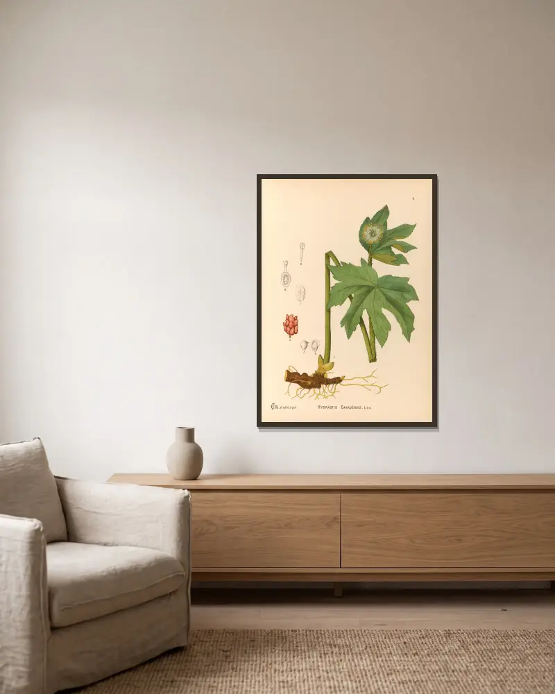 Medicinal Plants Pl.102 von Charles Frederick Millspaugh gerahmt an einer Wand