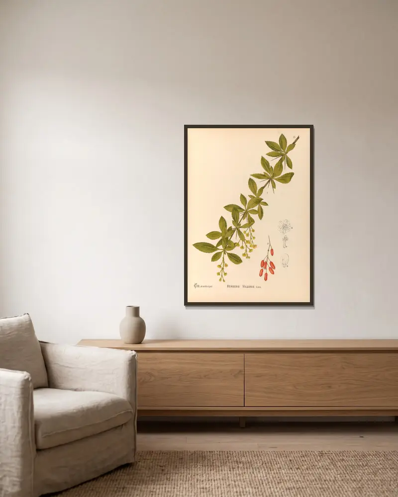 Medizinalpflanzen Taf. 108 von Charles Frederick Millspaugh gerahmt an einer Wand