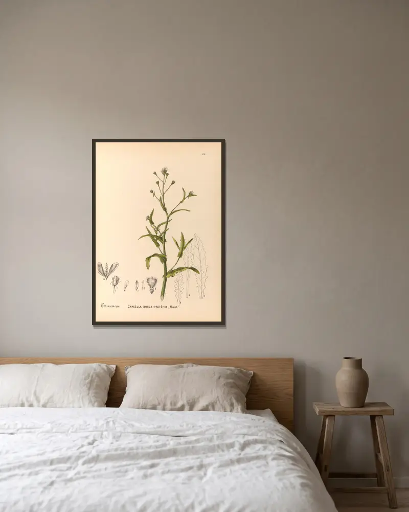 Medizinalpflanzen Pl. 118 von Charles Frederick Millspaugh gerahmt an einer Wand