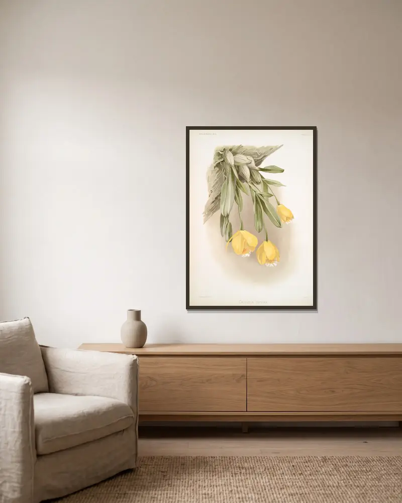 Cattleya citrina, Frederick Sander v rámu na stěně