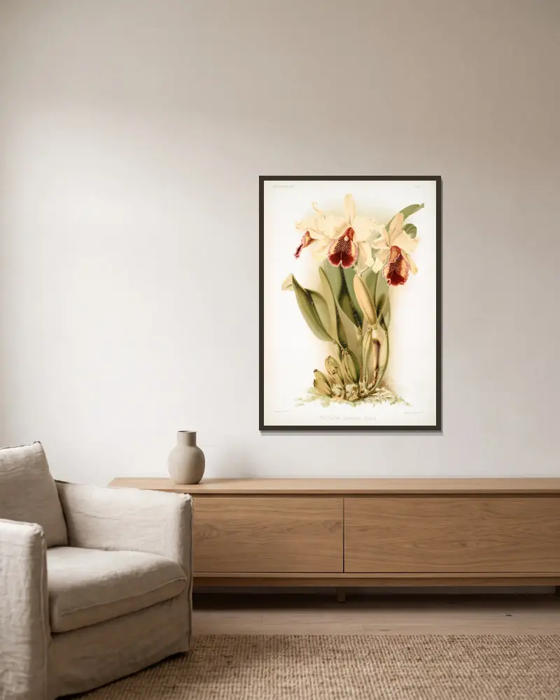 Cattleya dowiana aurea, Frederick Sander w ramie na ścianie