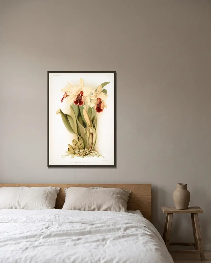 Cattleya dowiana aurea, Frederick Sander w ramie na ścianie