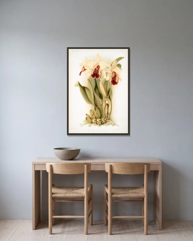 Cattleya dowiana aurea, Frederick Sander w ramie na ścianie