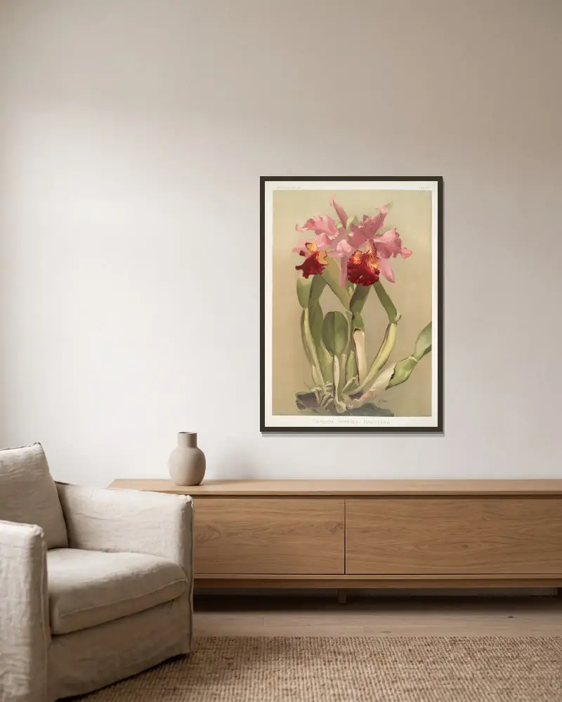Cattleya (hybrida) hardyana., Frederick Sander v rámu na stěně