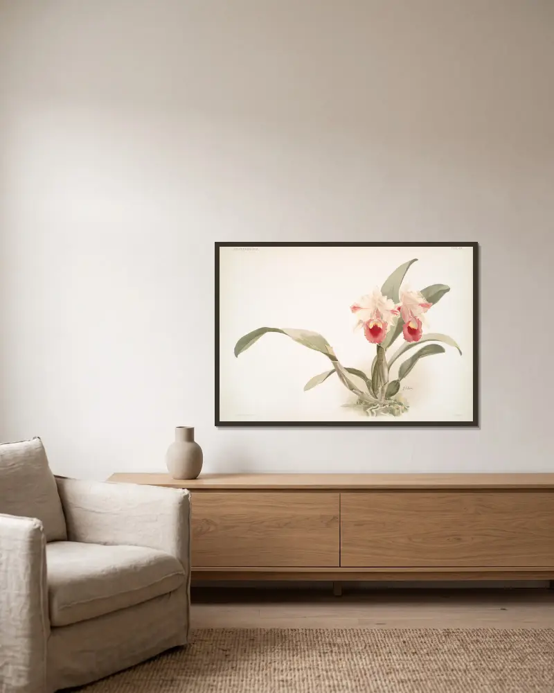 Cattleya labiata trianaei von Frederick Sander gerahmt an einer Wand