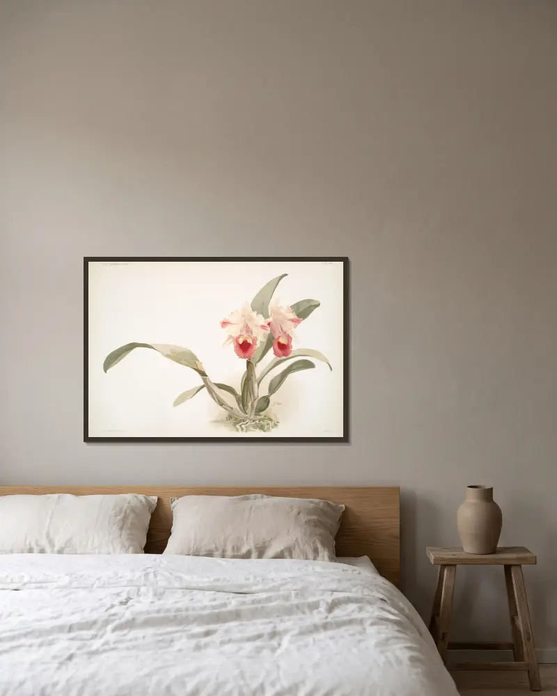 Cattleya labiata trianaei von Frederick Sander gerahmt an einer Wand