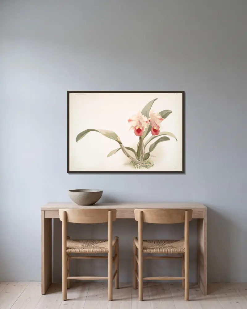 Cattleya labiata trianaei von Frederick Sander gerahmt an einer Wand