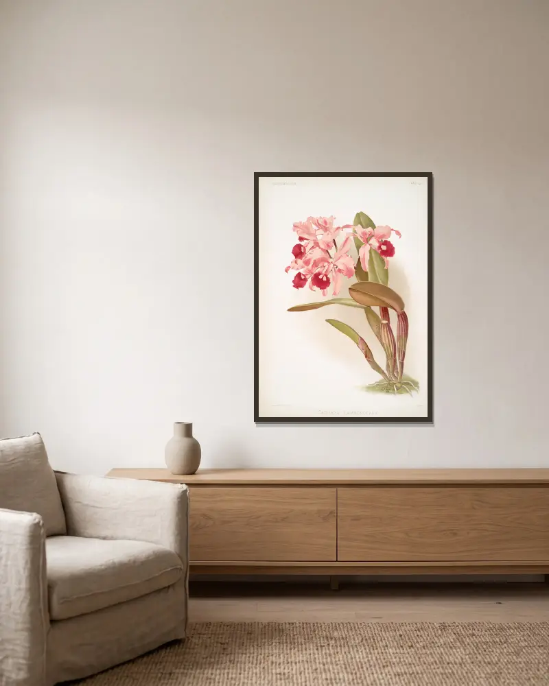 Cattleya lawrenceana von Frederick Sander gerahmt an einer Wand