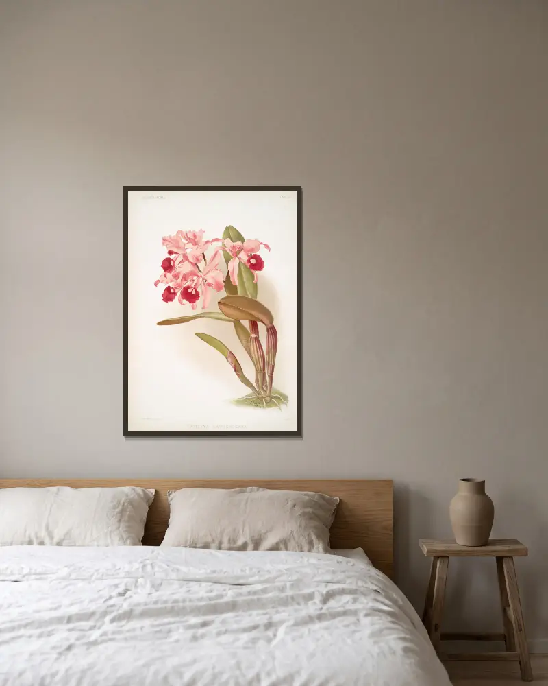 Cattleya lawrenceana von Frederick Sander gerahmt an einer Wand