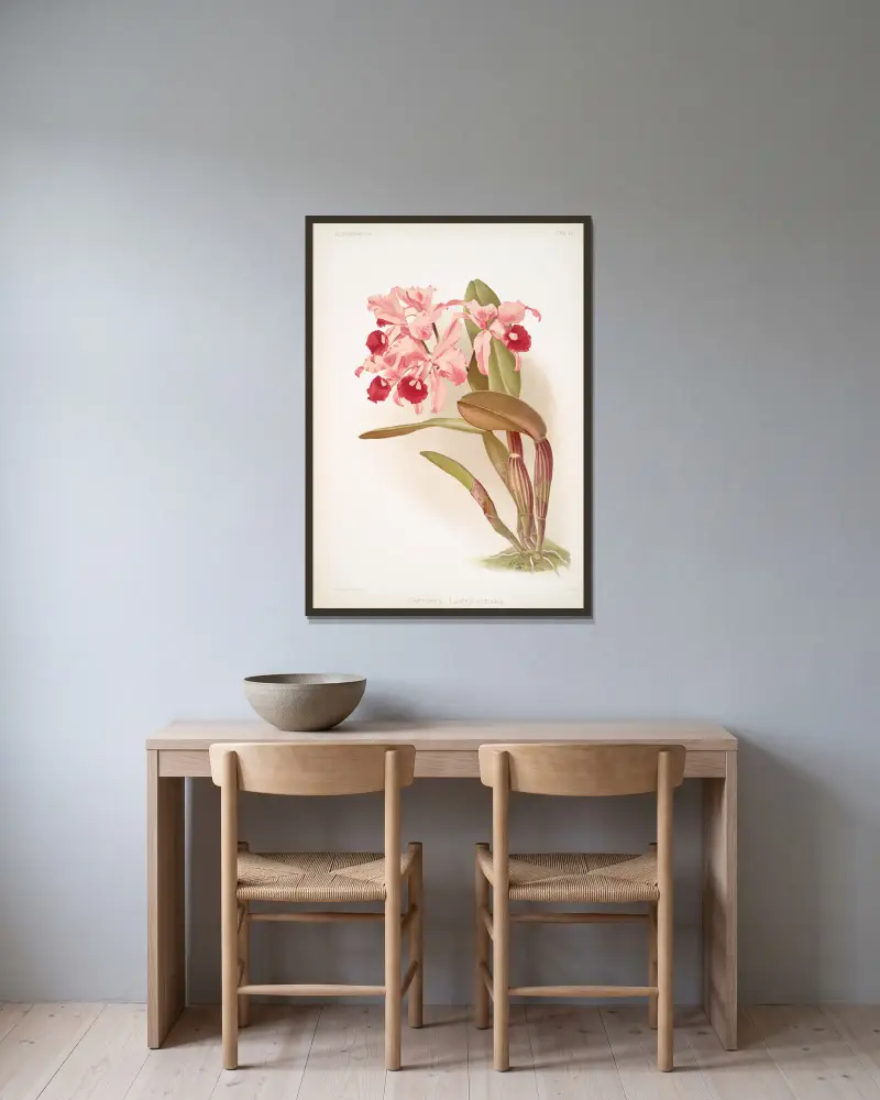 Cattleya lawrenceana von Frederick Sander gerahmt an einer Wand