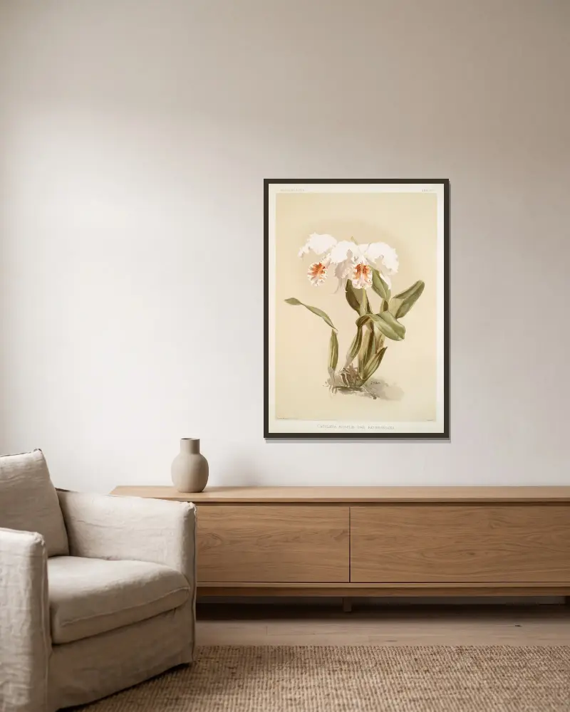 Cattleya mossiæ var. reineckiana von Frederick Sander gerahmt an einer Wand