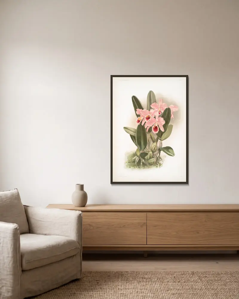 Cattleya Percivaliana., Frederick Sander v rámu na stěně