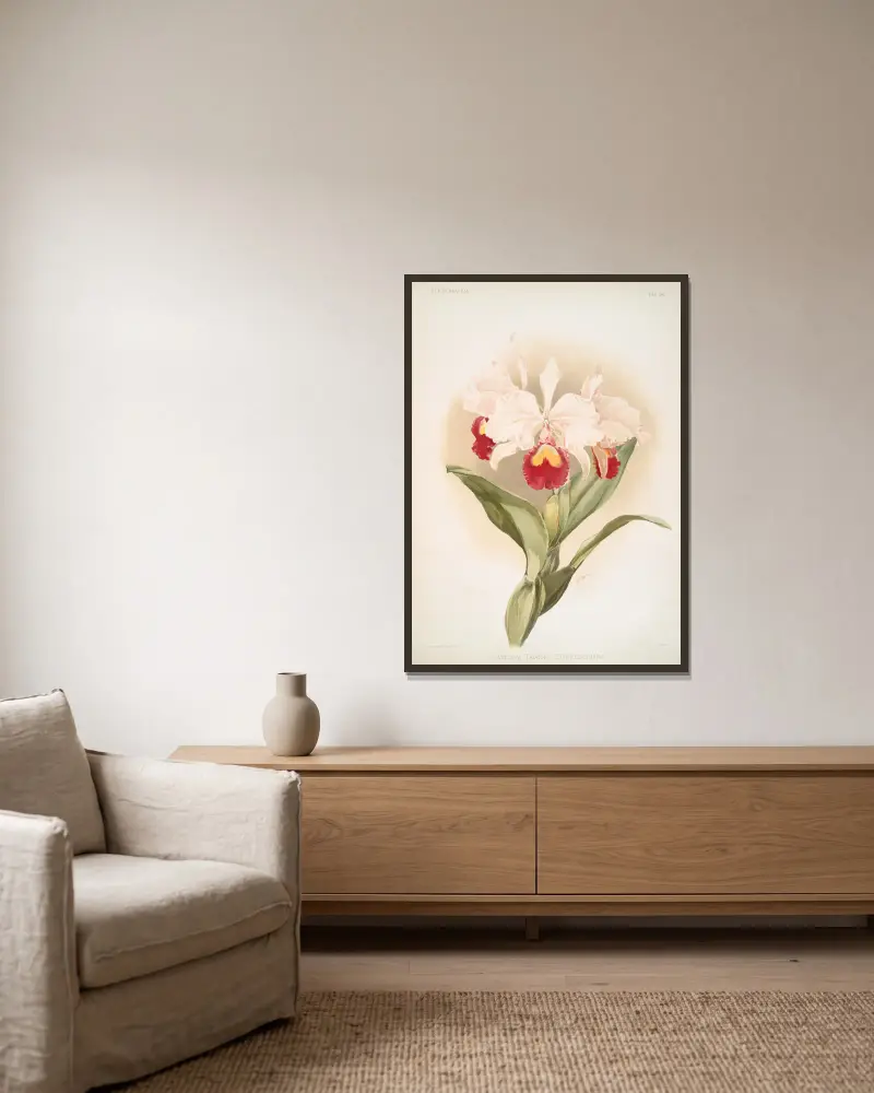 Cattleya trianaei schroederiana. av Frederick Sander inramad på en vägg