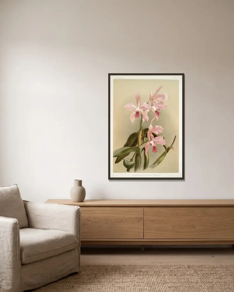 Cattleya victoria regina., Frederick Sander w ramie na ścianie