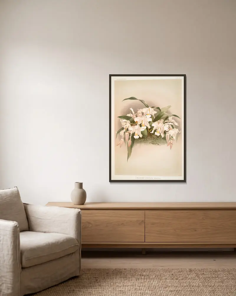 Coelogyne cristata maxima von Frederick Sander gerahmt an einer Wand