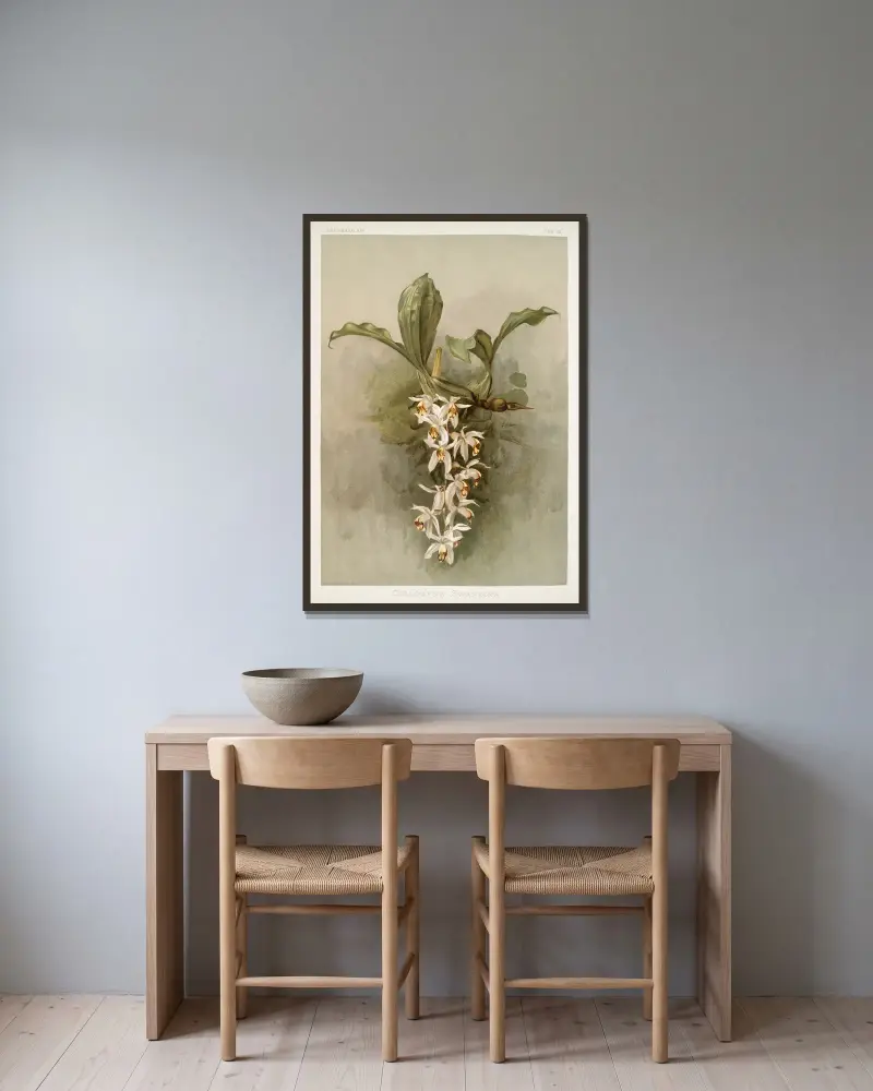 Coelogyne swaniana von Frederick Sander gerahmt an einer Wand