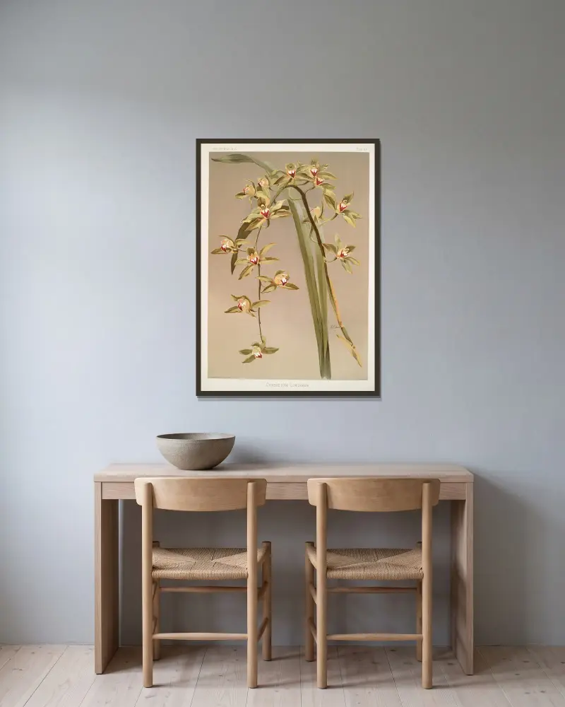Cymbidium lowianum, Frederick Sander v rámu na stěně