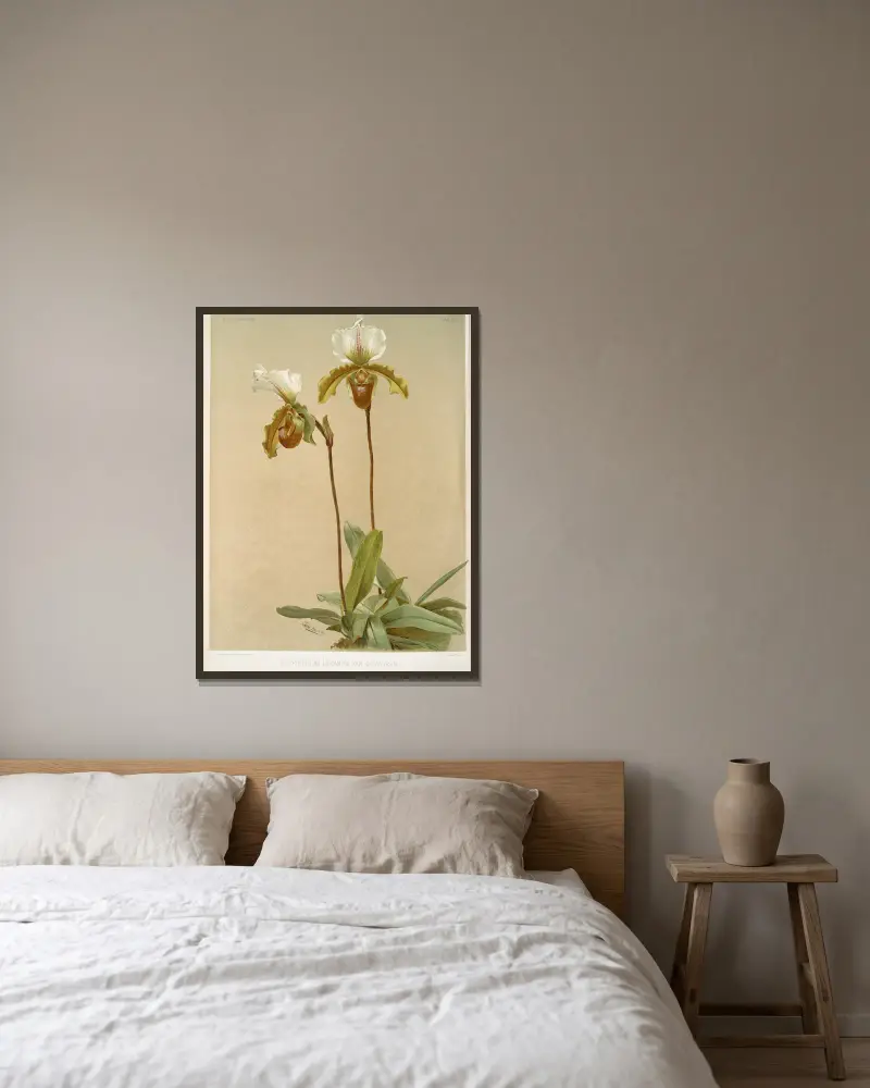 Cypripedium leeanum var giganteum. av Frederick Sander inramad på en vägg