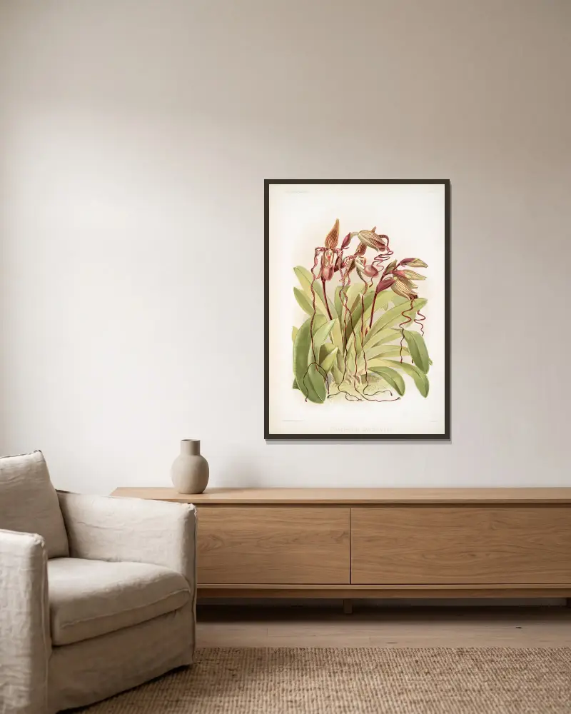 Cypripedium sanderianum von Frederick Sander gerahmt an einer Wand