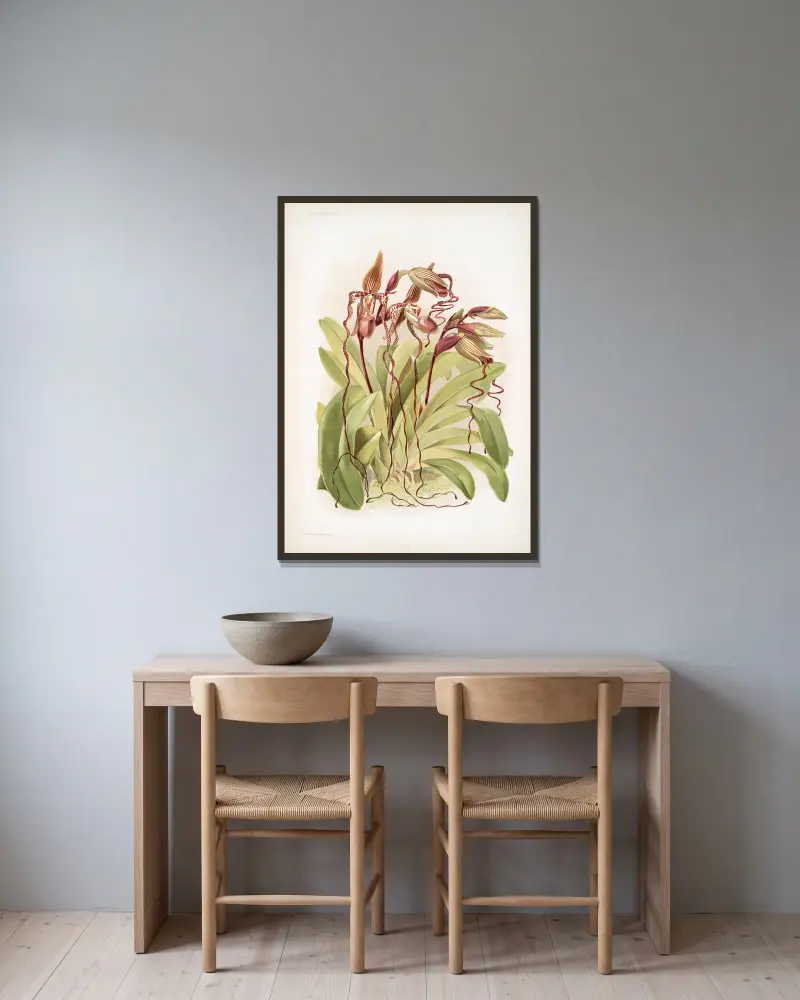 Cypripedium sanderianum von Frederick Sander gerahmt an einer Wand
