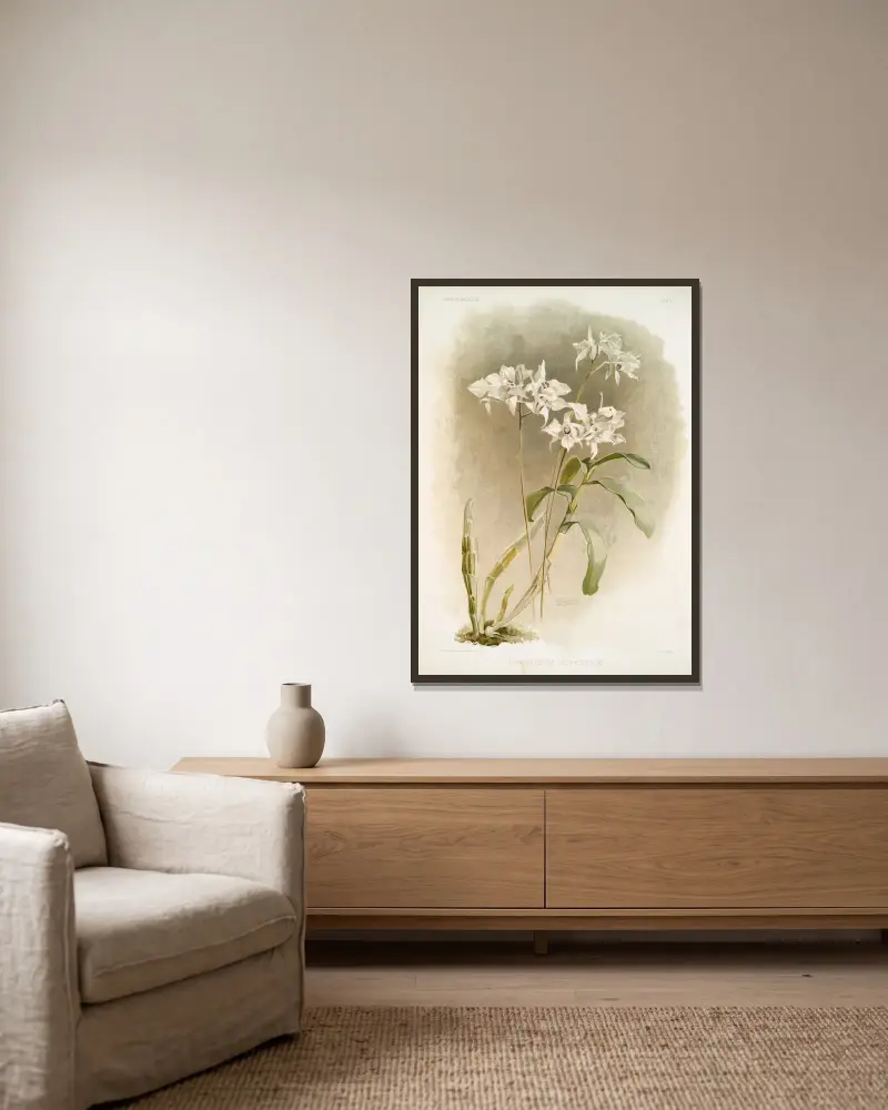 Dendrobium Johnsoniæ., Frederick Sander v rámu na stěně