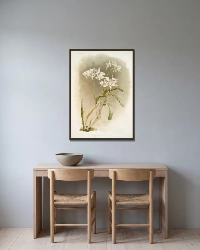 Dendrobium Johnsoniæ., Frederick Sander v rámu na stěně