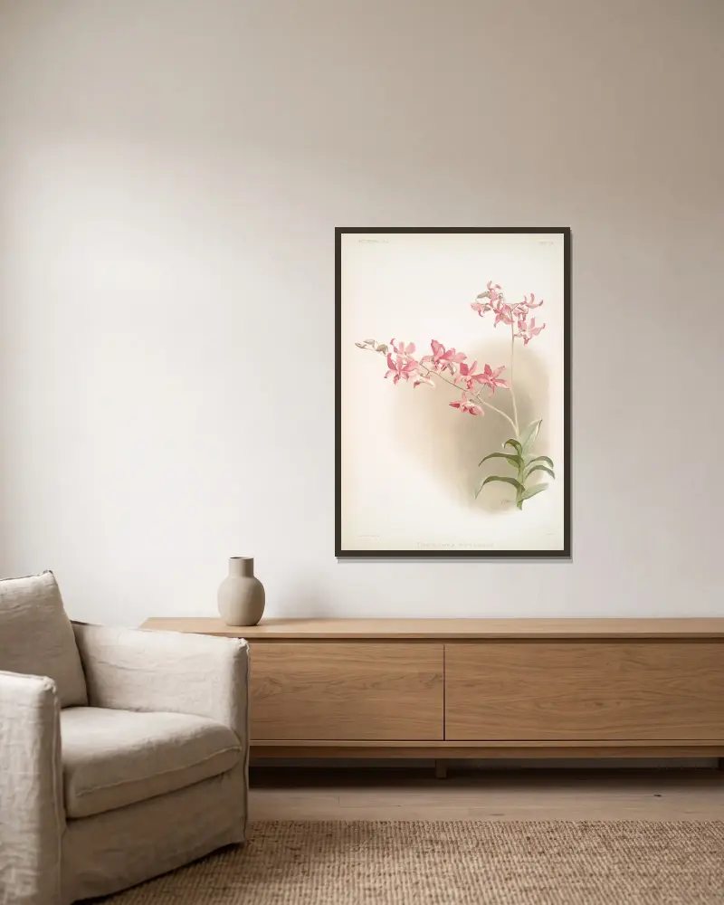 Dendrobium superbum. av Frederick Sander inramad på en vägg
