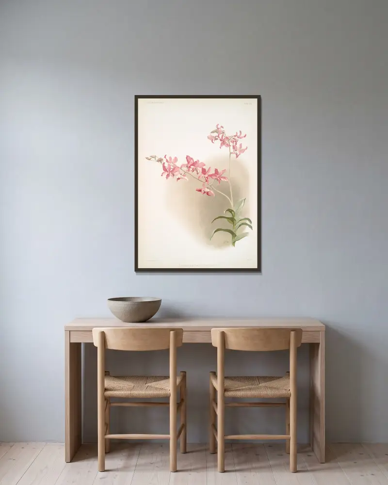 Dendrobium superbum. av Frederick Sander inramad på en vägg