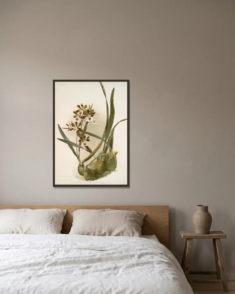 Epidendrum atro-purpureum var randianum. av Frederick Sander inramad på en vägg