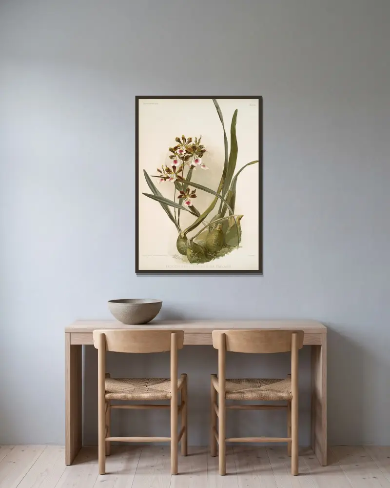 Epidendrum atro-purpureum var randianum. av Frederick Sander inramad på en vägg