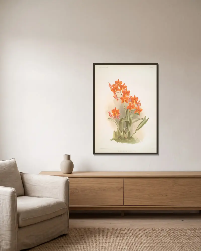 Epidendrum vitellinum, Frederick Sander v rámu na stěně