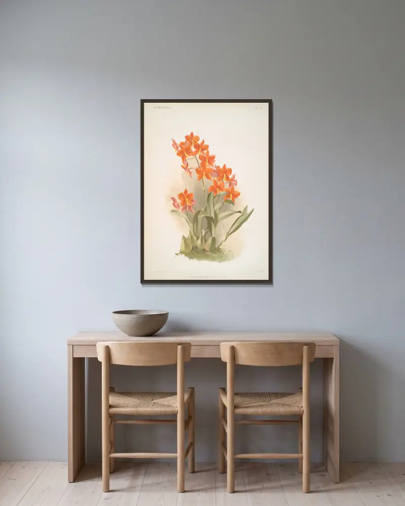 Epidendrum vitellinum, Frederick Sander v rámu na stěně