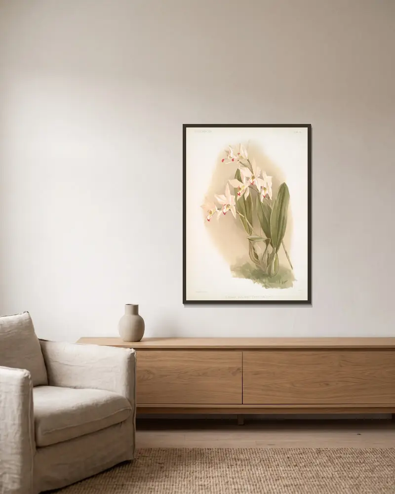 Laelia anceps Percivaliana. av Frederick Sander inramad på en vägg