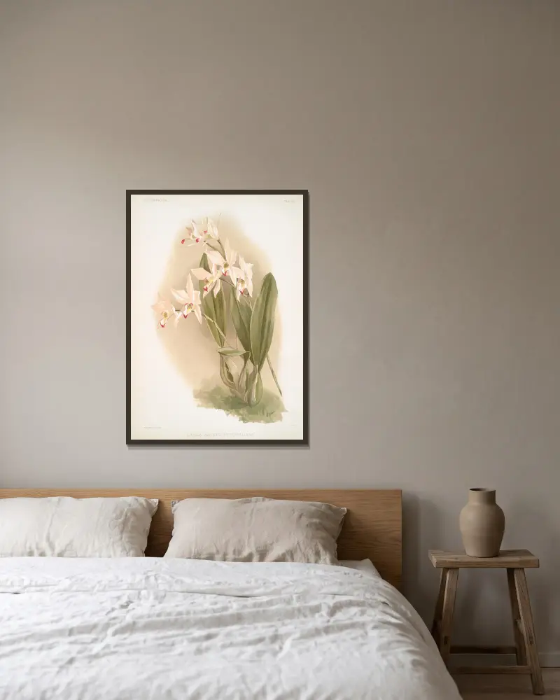 Laelia anceps Percivaliana. av Frederick Sander inramad på en vägg