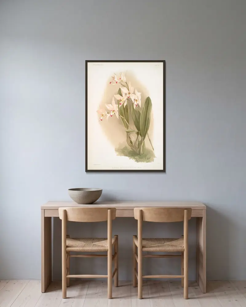 Laelia anceps Percivaliana. av Frederick Sander inramad på en vägg