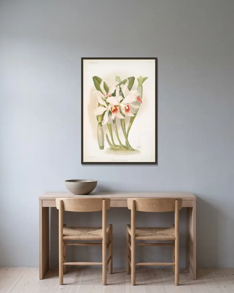 Laelia euspatha, Frederick Sander v rámu na stěně