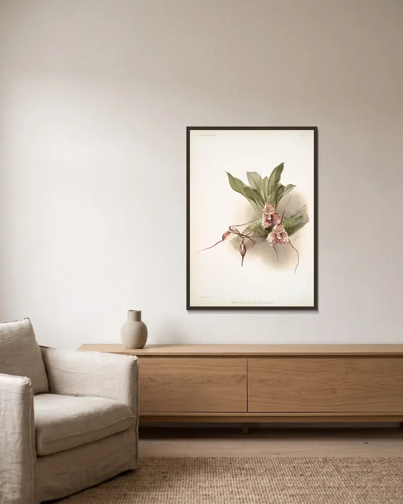 Masdevallia backhousiana von Frederick Sander gerahmt an einer Wand