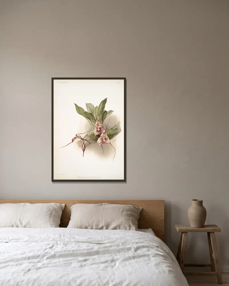 Masdevallia backhousiana von Frederick Sander gerahmt an einer Wand
