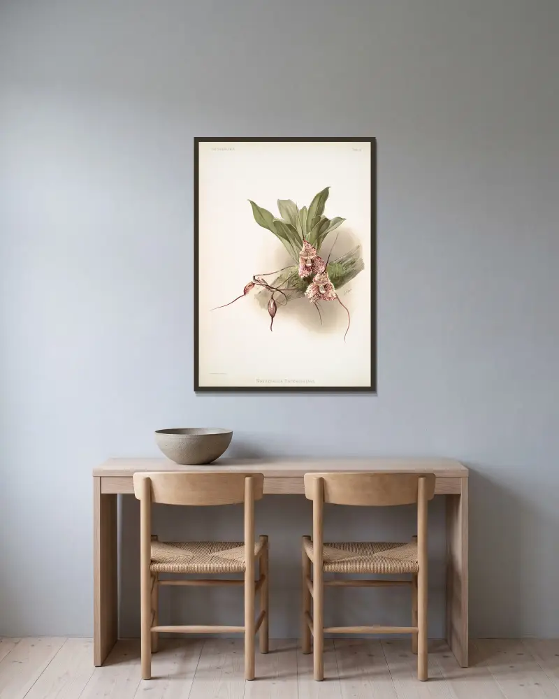 Masdevallia backhousiana von Frederick Sander gerahmt an einer Wand
