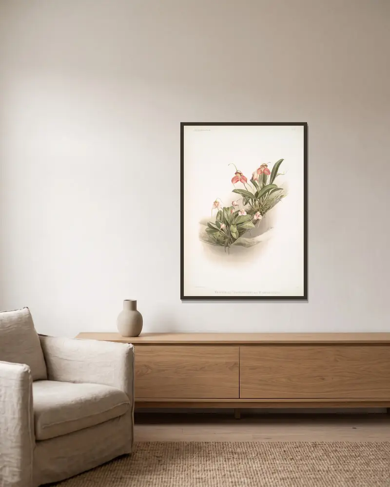 Masdevallia shuttleworthii und M. xanthocorys von Frederick Sander gerahmt an einer Wand