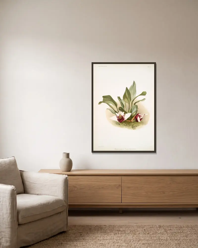 Maxillaria sanderiana. von Frederick Sander gerahmt an einer Wand