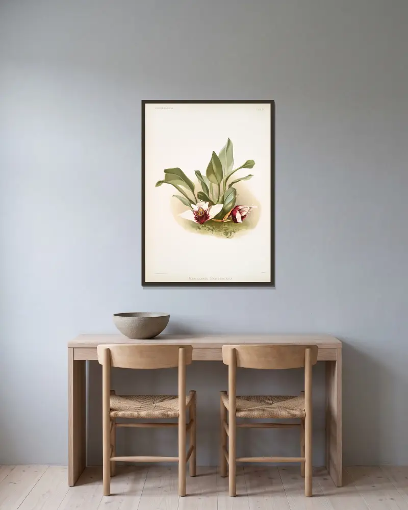 Maxillaria sanderiana. von Frederick Sander gerahmt an einer Wand