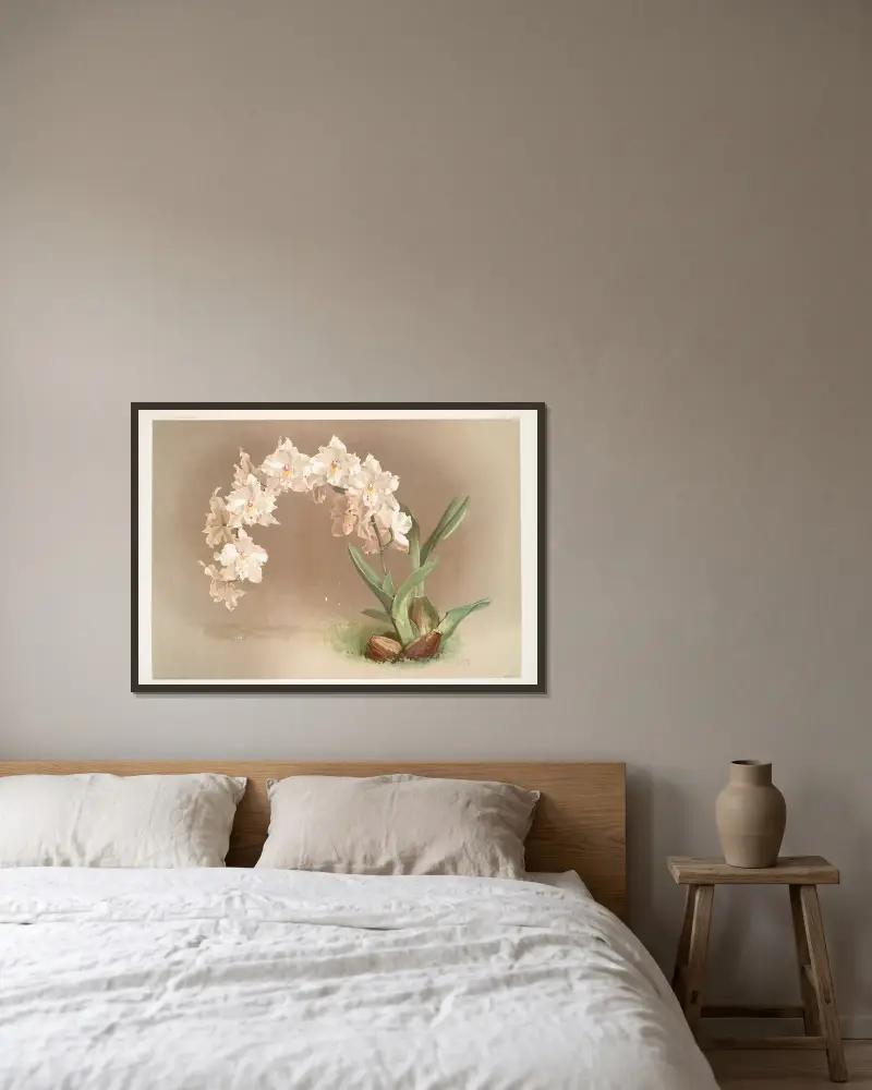 Odontoglossum crispum, Frederick Sander w ramie na ścianie