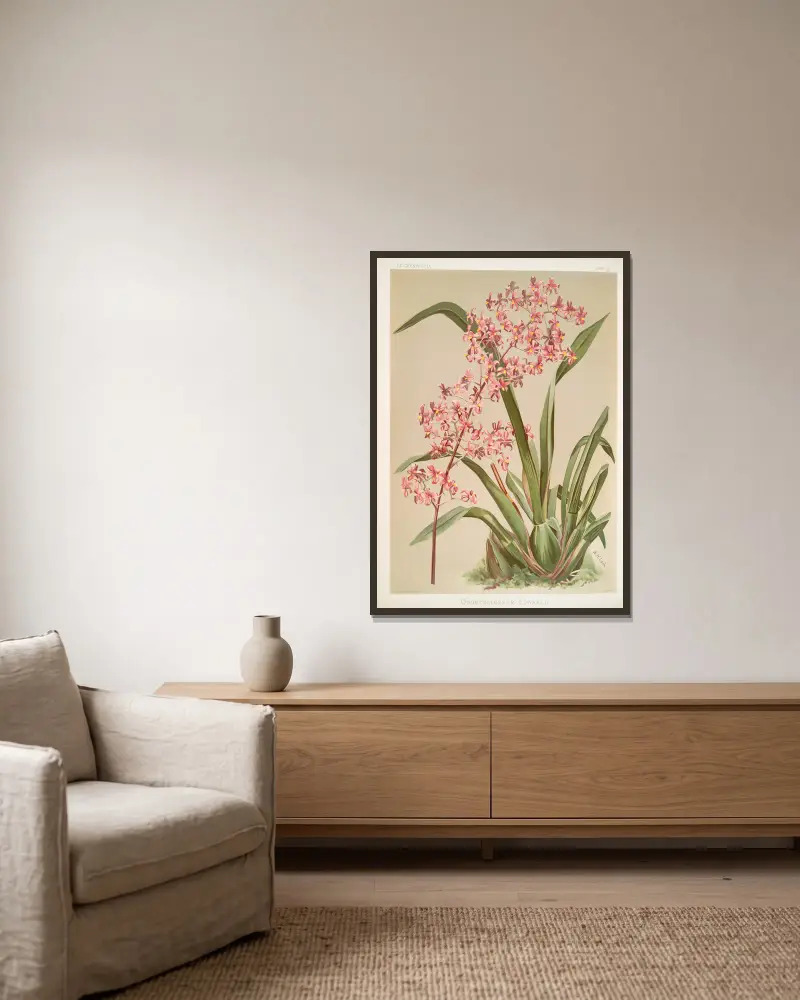 Odontoglossum edwardii von Frederick Sander gerahmt an einer Wand