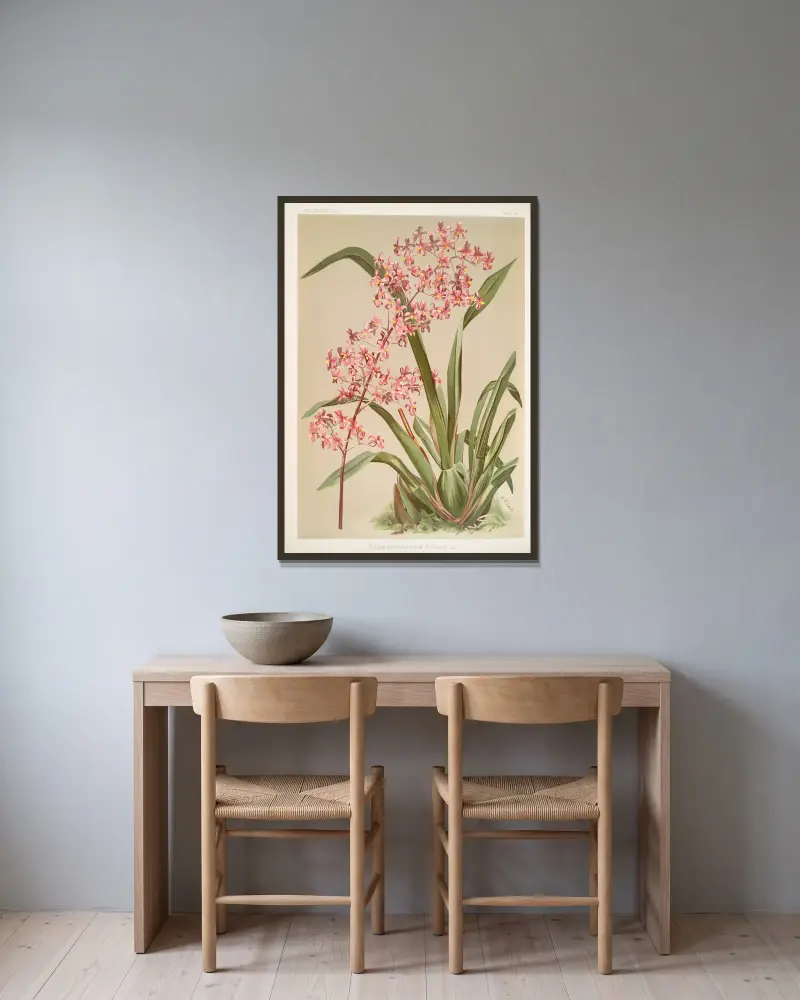 Odontoglossum edwardii von Frederick Sander gerahmt an einer Wand
