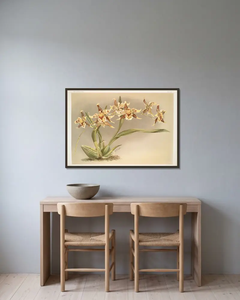 Odontoglossum Hallii xanthoglossum. av Frederick Sander inramad på en vägg